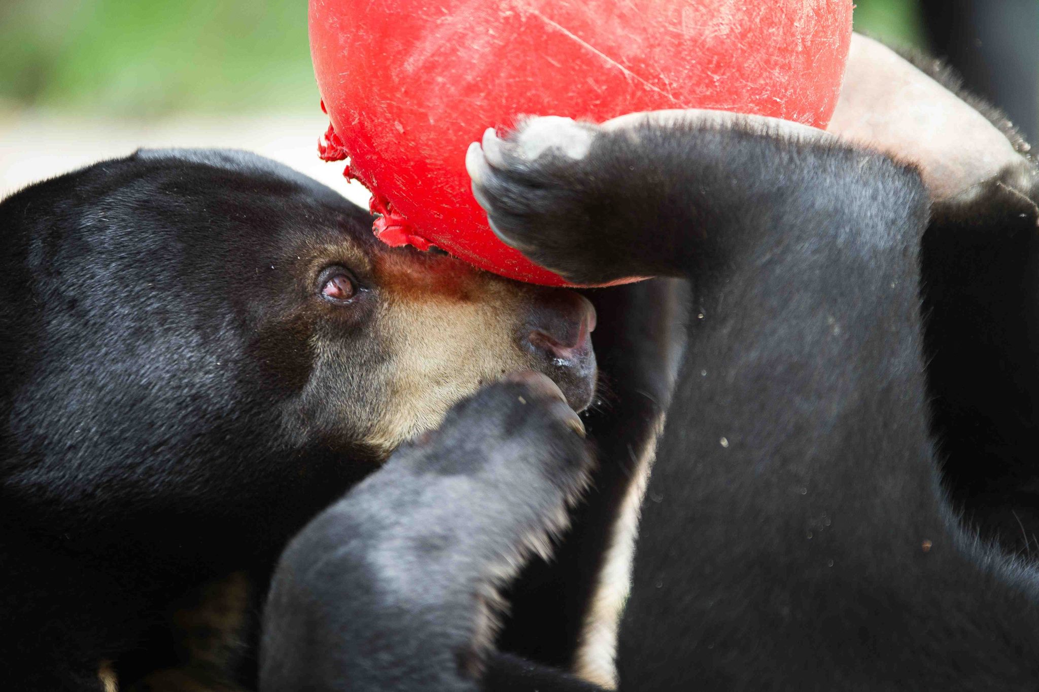 A rescued bear plays in an animal sanctuary. Photo by Peter Yuen