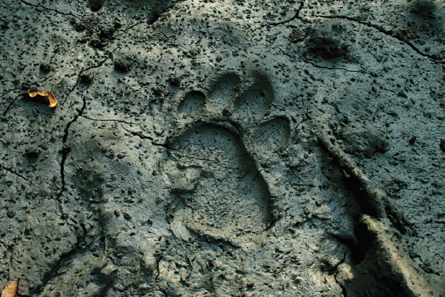 A tiger print in the mud.