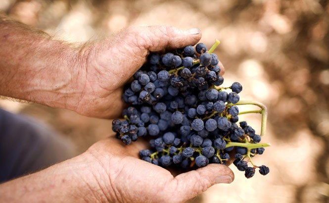 Old-vine Shiraz Grapes