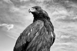 Armed with razor-sharp talons, keen eyesight, and a wingspan of up to two meters, golden eagles are a prefect predator.