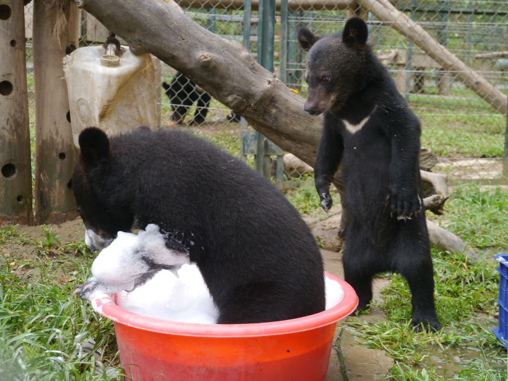 Bears Misty and Rain play in a bubble bath.