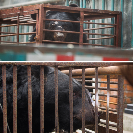 Caged animals rescued from a bile farm. Photo by Peter Yuen